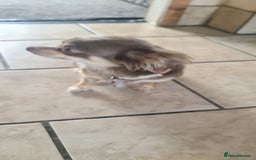 Chihuahua dogs for sale: 3 beautiful boy pedigree chihuahuas - Image 5