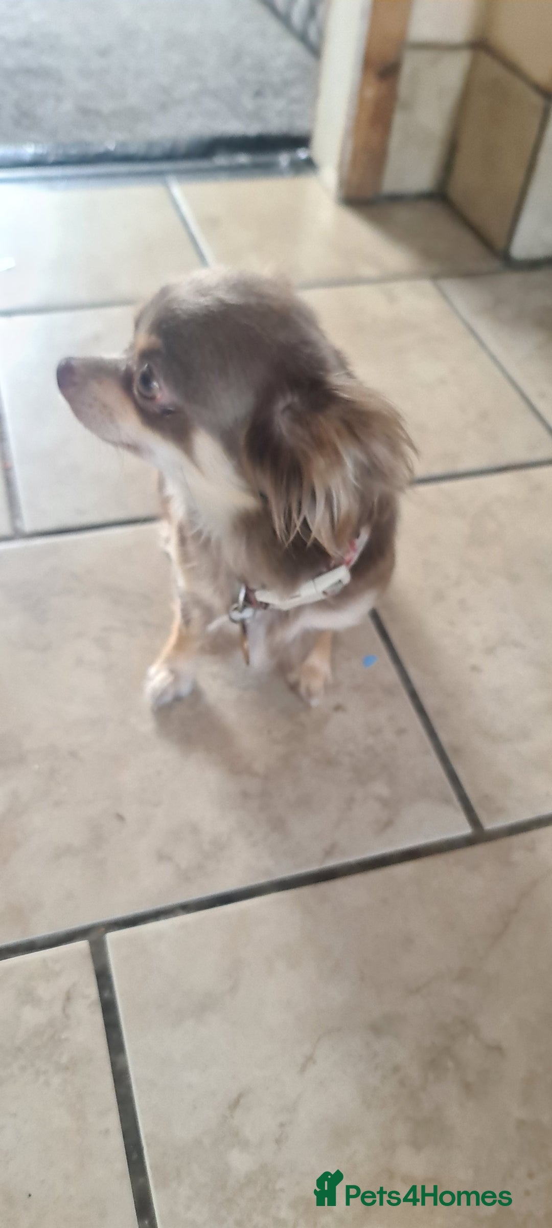 Chihuahua dogs for sale: 3 beautiful boy pedigree chihuahuas - Image 5