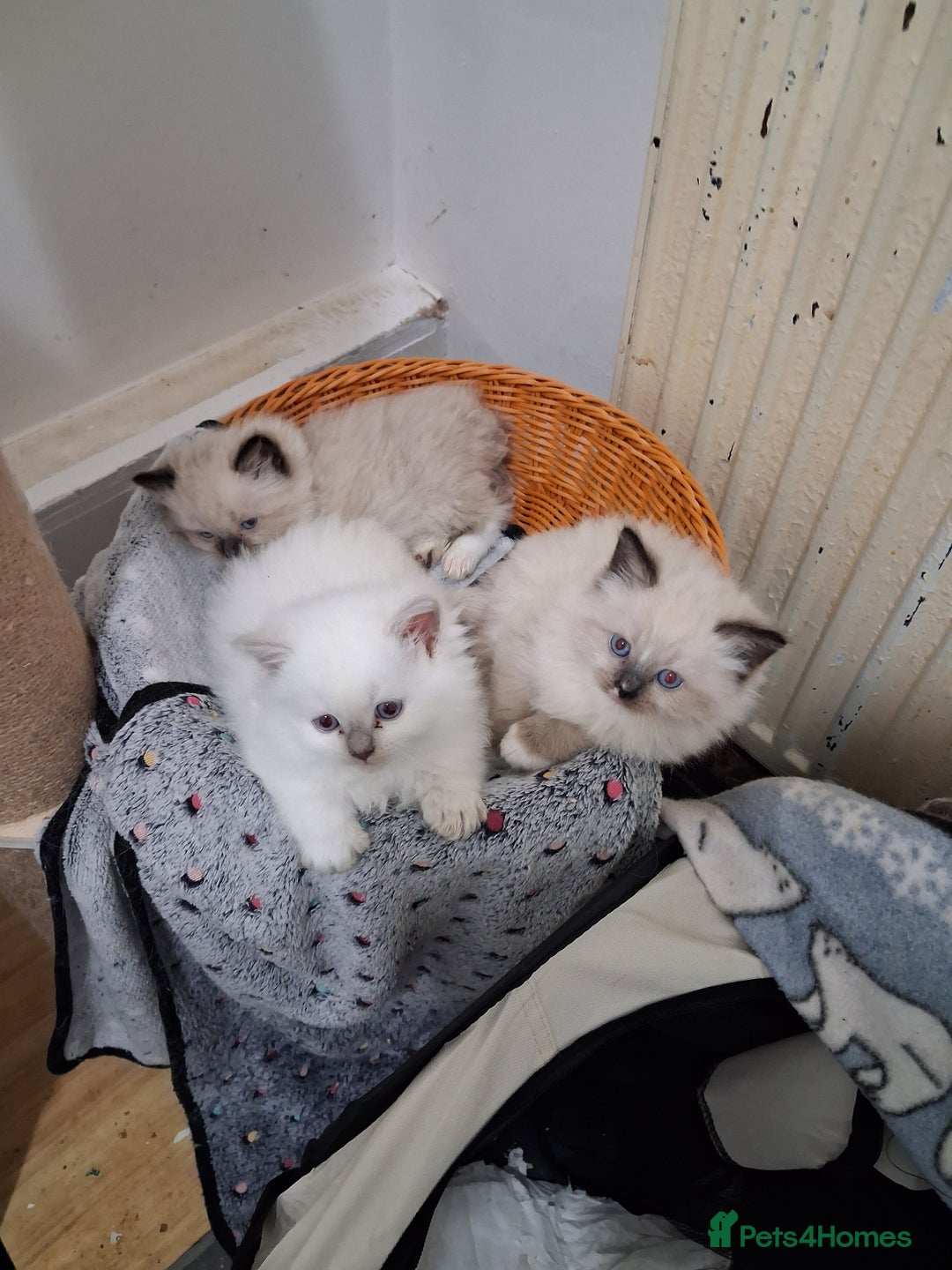 Ragdoll cats for sale: 3 Beautiful ragdoll girls ready  - Image 10
