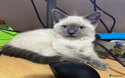 Ragdoll cats for sale: Friendly, Well Socialized & Healthy Ragdoll Kitten - Image 1