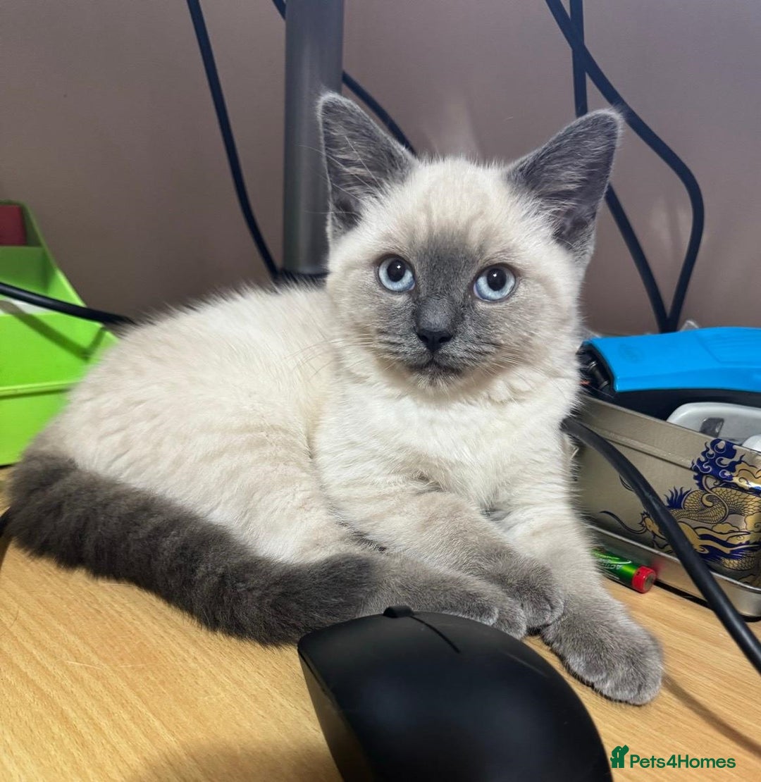 Ragdoll cats for sale: Friendly, Well Socialized & Healthy Ragdoll Kitten - Image 1
