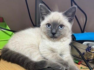 Ragdoll cats for sale - Advert 1