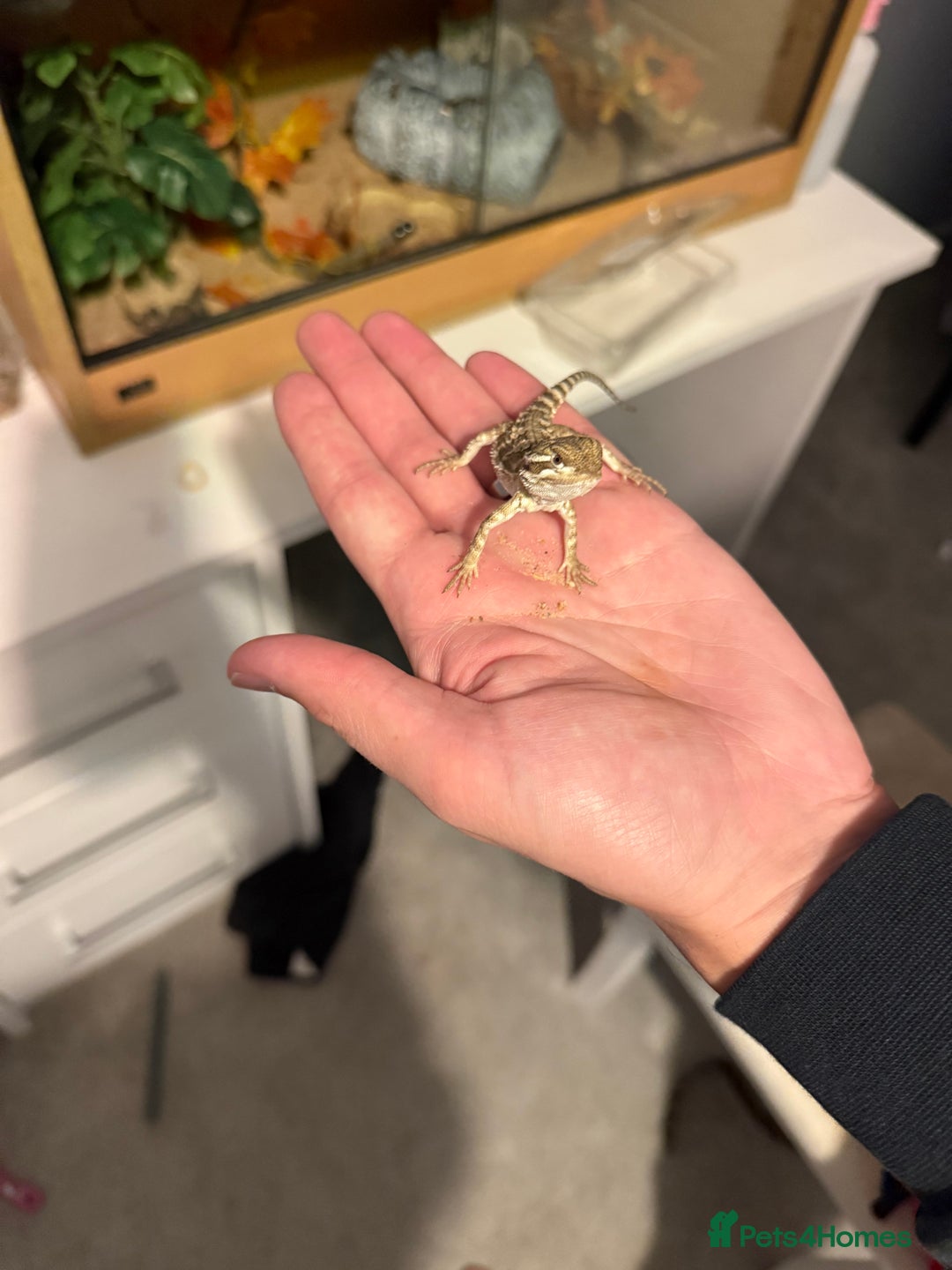 Dragon reptiles for sale: Baby Rankin Dragon - Advert 4