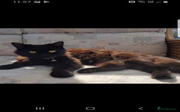 Mixed Breed cats for sale: Tabby Kittens 3 female 1 boy - Image 10