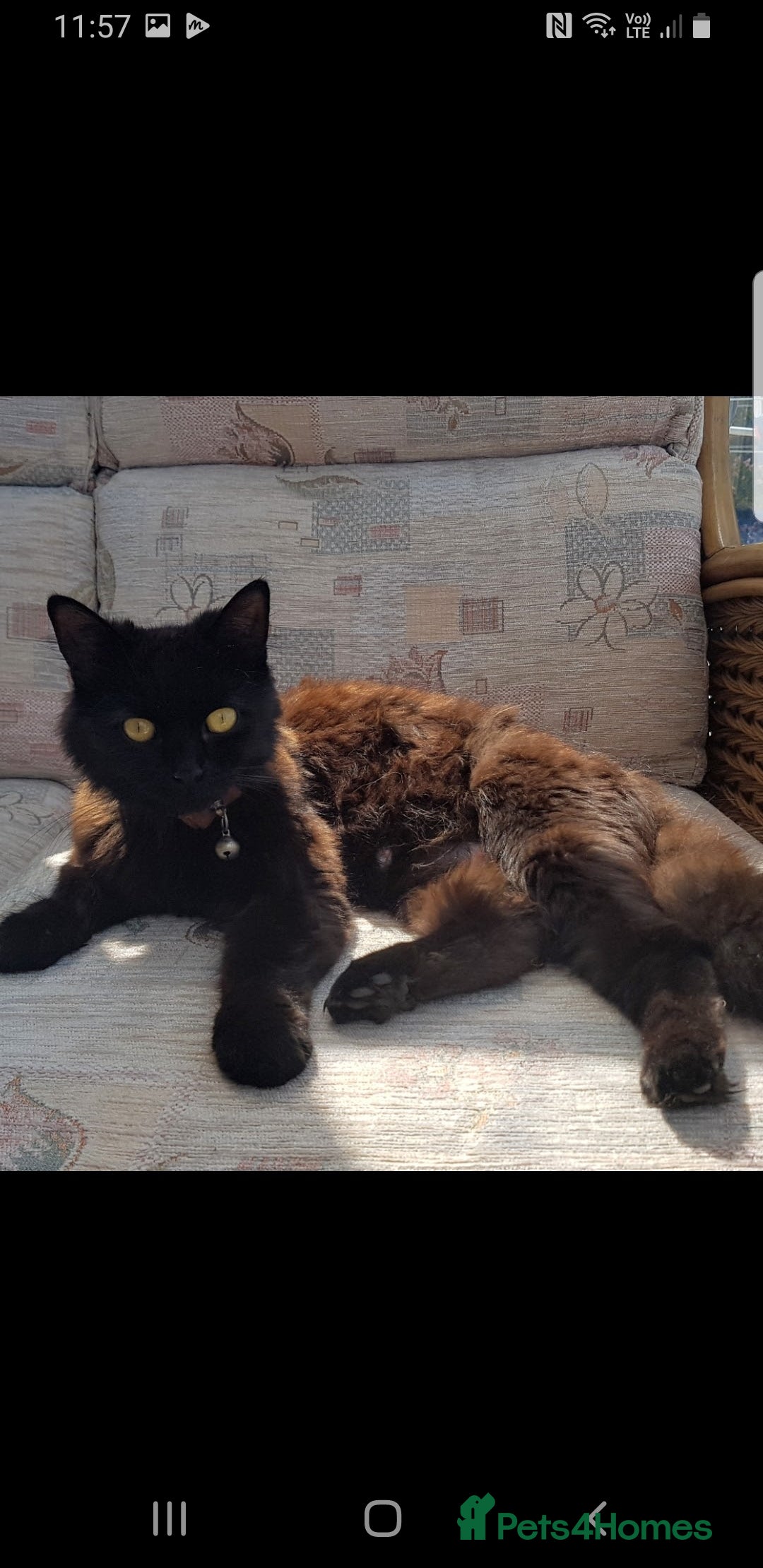 Mixed Breed cats for sale: Tabby Kittens 3 female 1 boy - Image 10