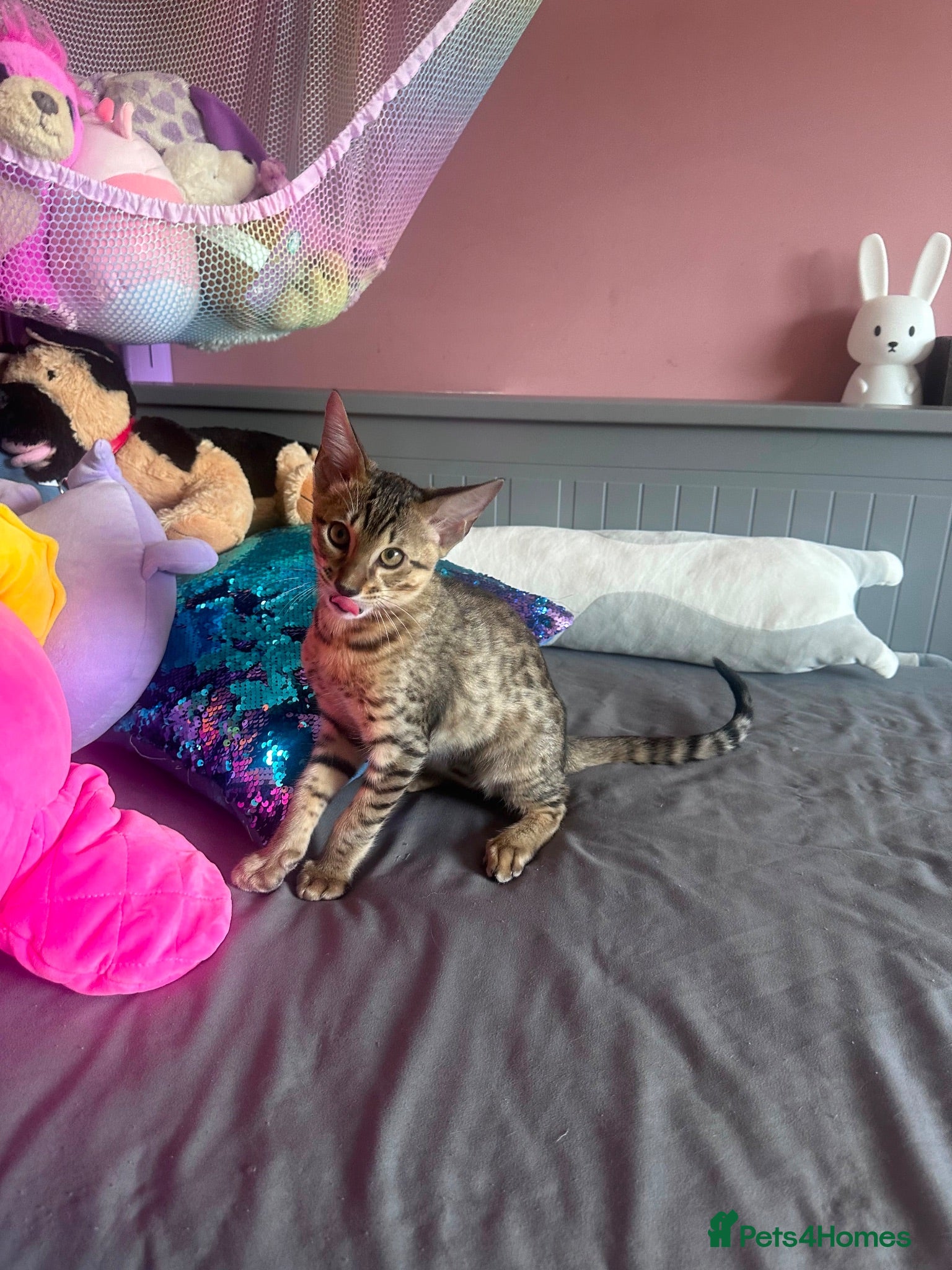 Savannah cats 🏆 F4 TICA Savannah Boy-reduced price 🏆 - Advert 1
