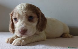 Cocker Spaniel dogs for sale: Cocker spaniel puppies  - Image 4