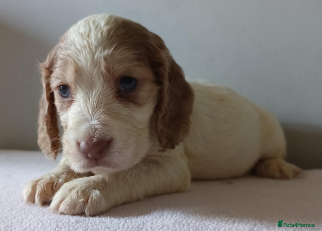 Cocker Spaniel dogs for sale: Cocker spaniel puppies  - Image 4