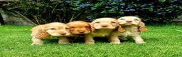 Sprocker dogs for sale: Stunning Sprocker Spaniel puppies  in Mansfield - Advert 3