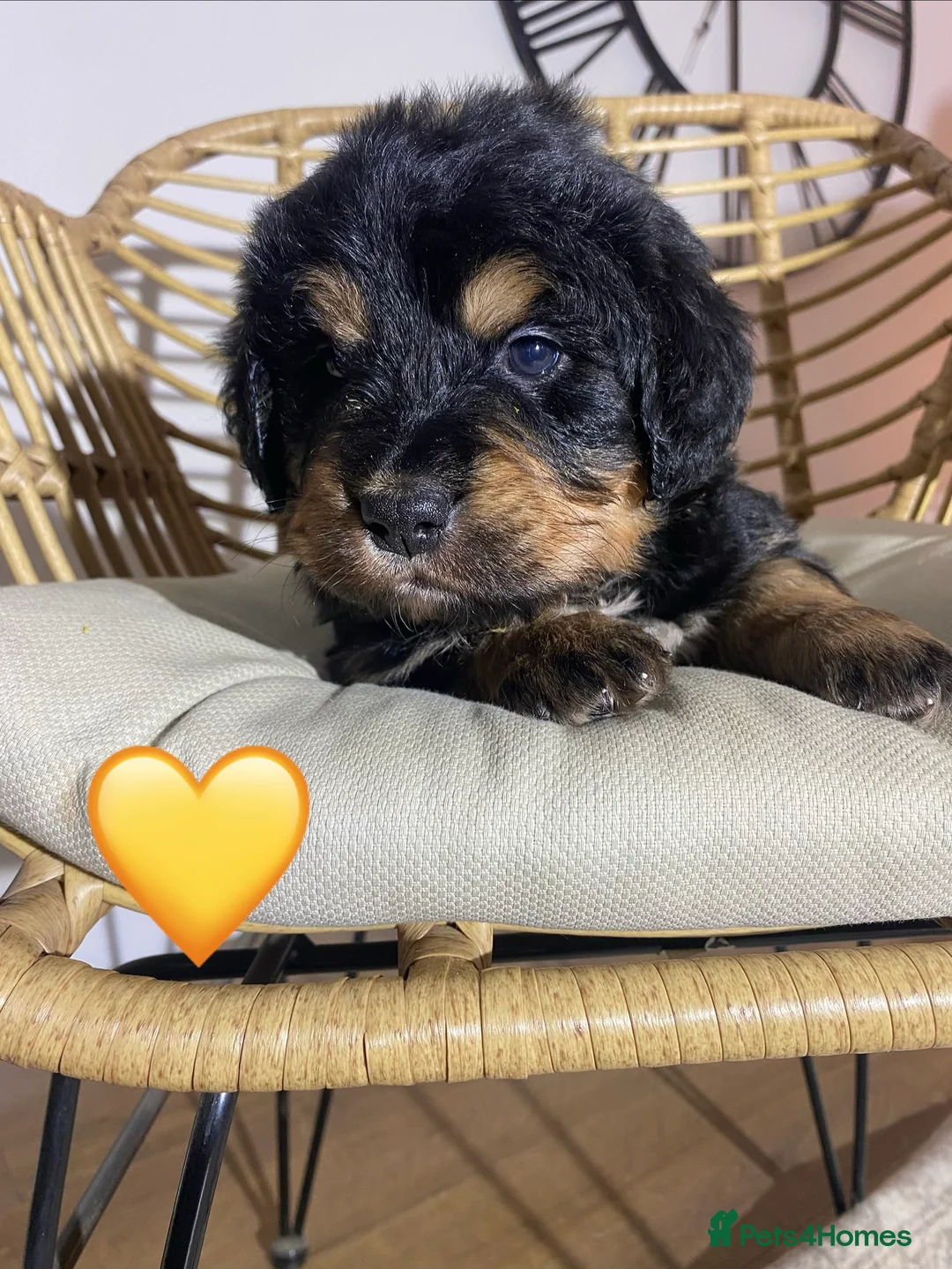 Mixed Breed dogs for sale: Golden Bernese Puppies 🖤🤍🤎 - Advert 8