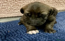 Mixed Breed dogs for sale: WOLFADOODLE F1B REVERSE. IRISH WOLFHOUND X  - Advert 25