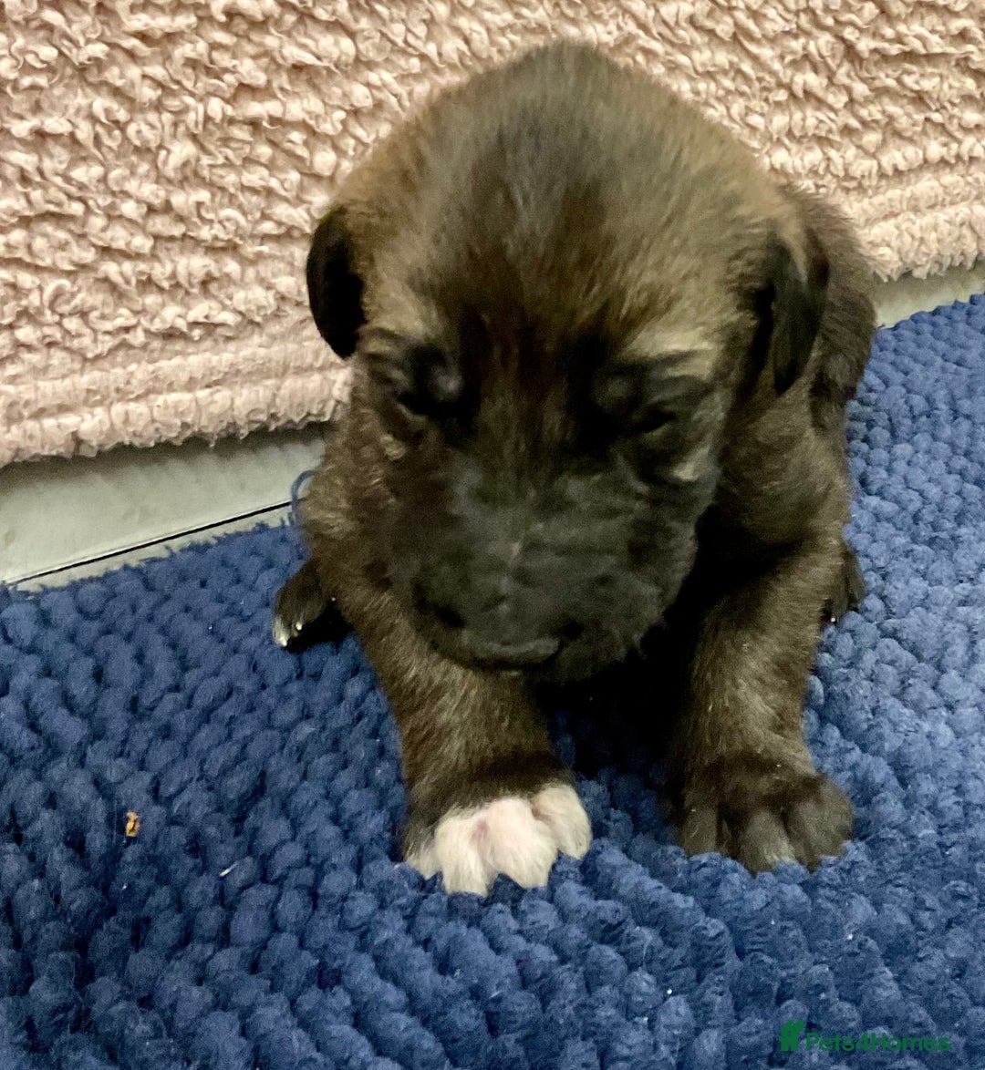 Mixed Breed dogs for sale: WOLFADOODLE F1B REVERSE. IRISH WOLFHOUND X  - Advert 25