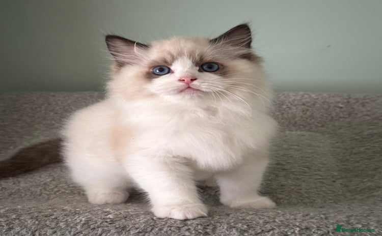 Ragdoll cats - Advert 10