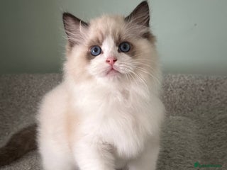 Ragdoll cats Super Affectionate Ragdoll Kittens - Advert 1