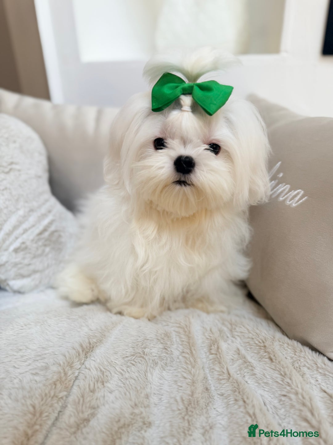 Maltese dogs for sale: Beautiful 6 month old Maltese Puppy Ready Now - Advert 20