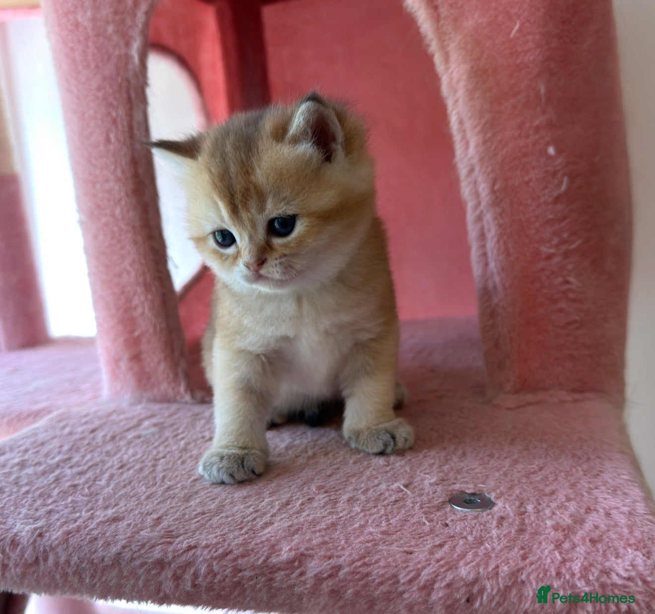 British Shorthair cats White Colourpoint Golden shaded kittens  - Advert 8