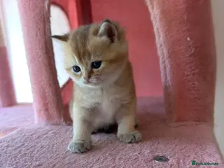 British Shorthair cats White Colourpoint Golden shaded kittens - Advert 8