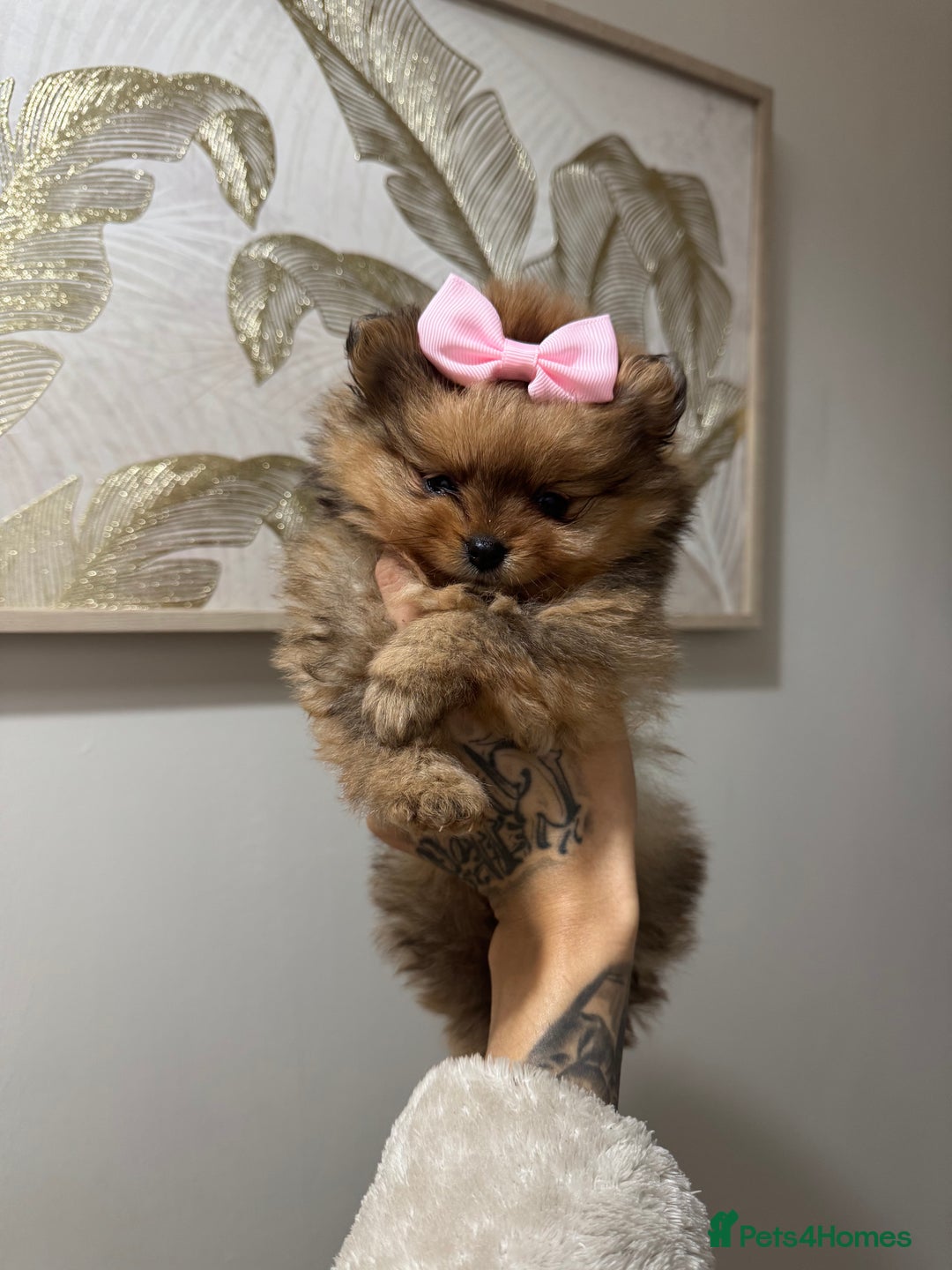 Pomeranian dogs for sale: LOOKING FOR THEIR FOREVER HOME ❤️ - Image 6