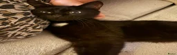 Domestic Shorthair cats for sale: 4 Beautiful Black Kittens  - Advert 9