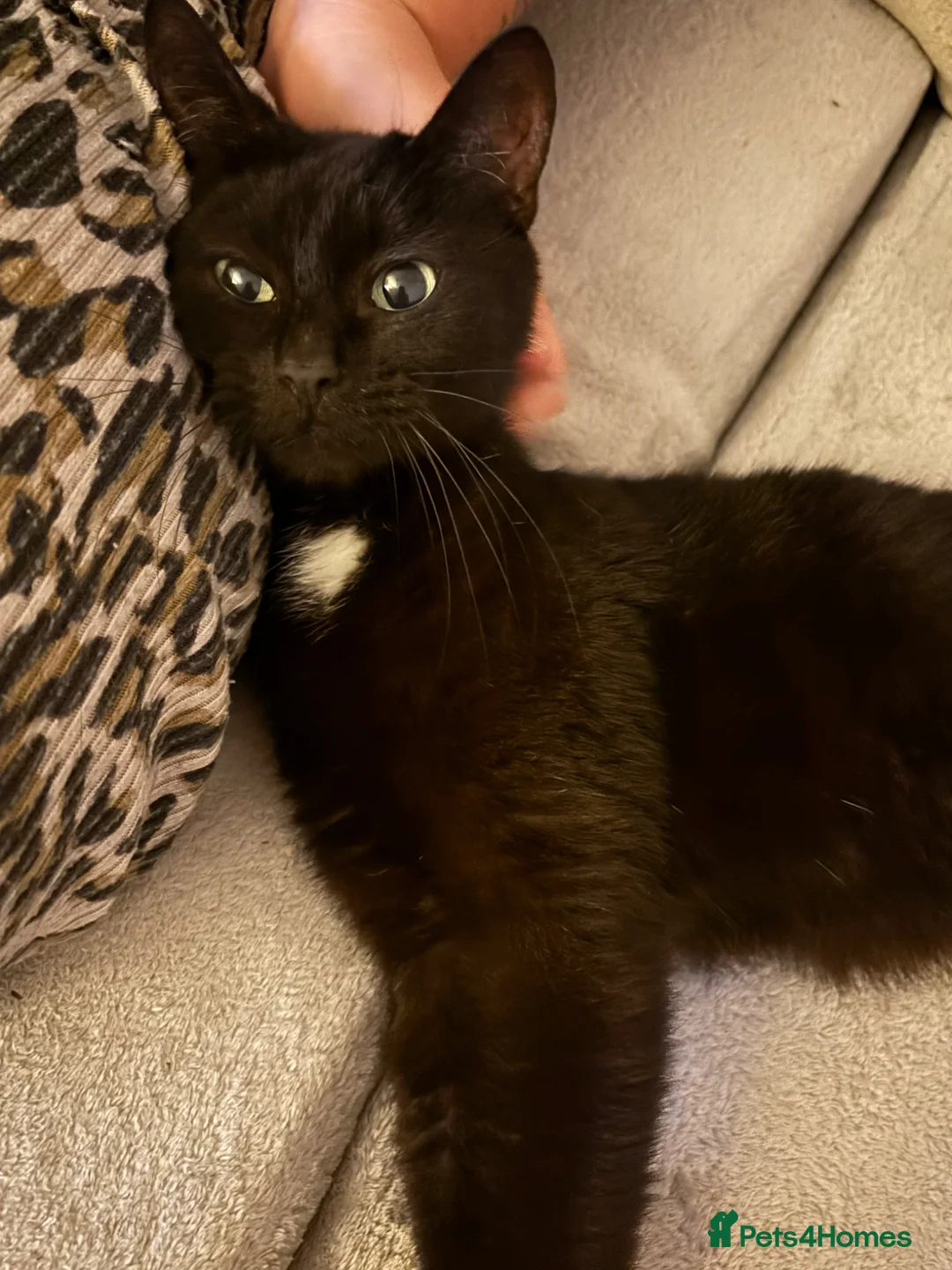 Domestic Shorthair cats for sale: 4 Beautiful Black Kittens  - Advert 9