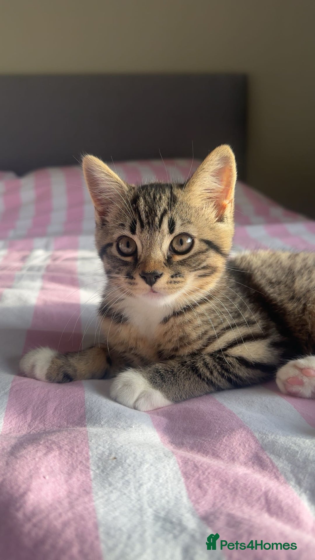 British Shorthair cats for sale: British shorthair kittens  - Advert 2