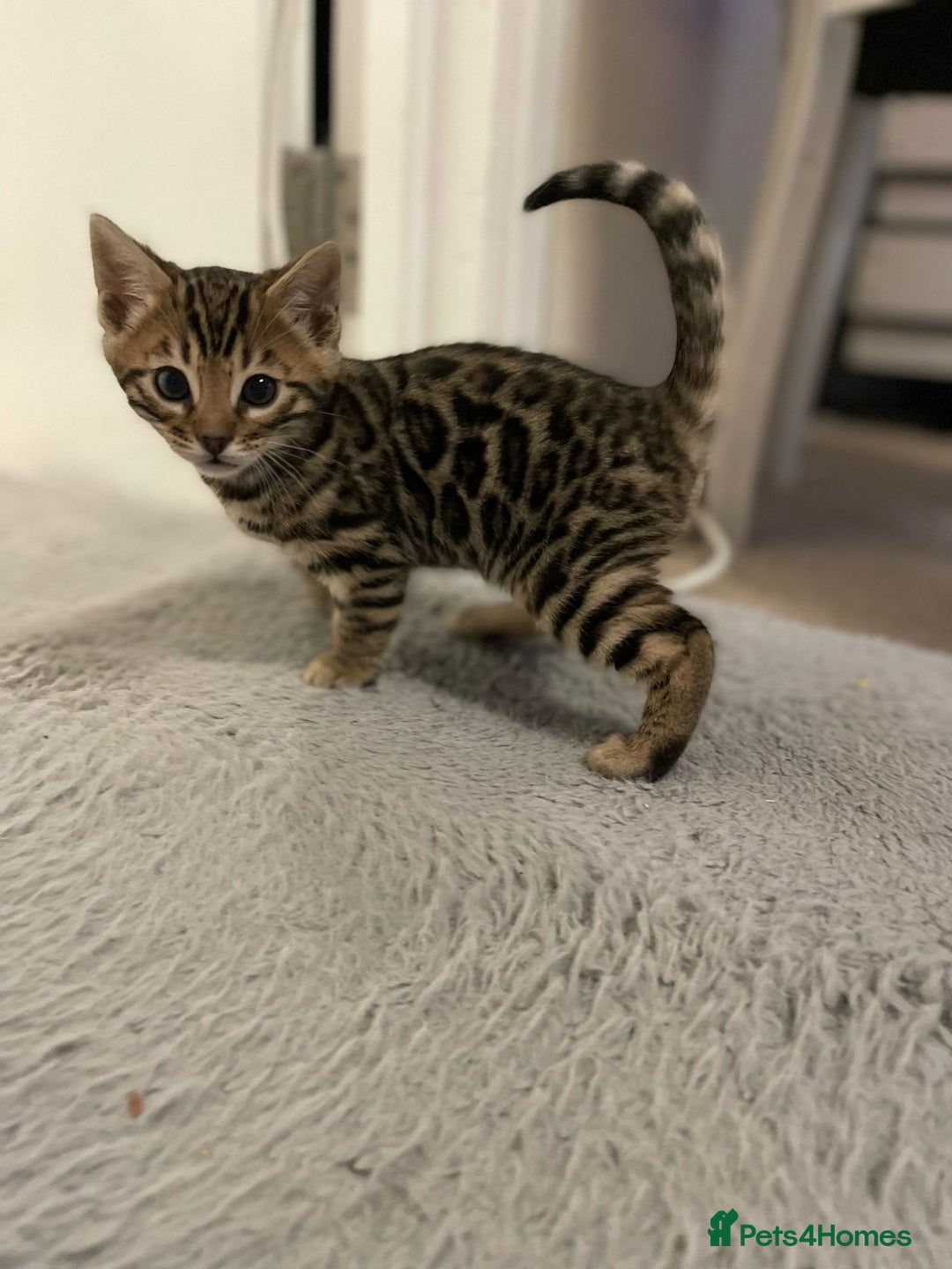Bengal cats for sale: 5 Outstanding bengal kittens ready for a family  - Advert 22