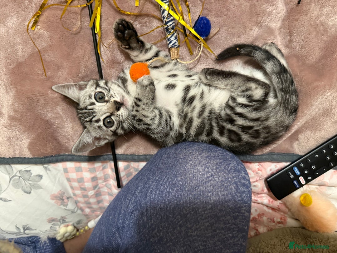 Bengal cats for sale: ⭐️Divine silver black spotted tabby bengal ⭐️ - Advert 29