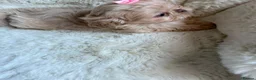 Shih Tzu dogs for sale: Stunning shih Tzu pups 2 girls 3 boys  in Liverpool - Advert 4