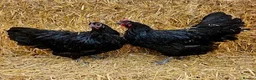 Chickens poultry for sale: Australrop Black LF hatching fertilised eggs rare - Advert 5