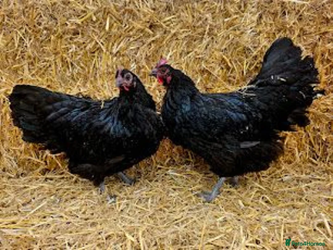 Chickens poultry for sale: Australrop Black LF hatching fertilised eggs rare - Advert 5