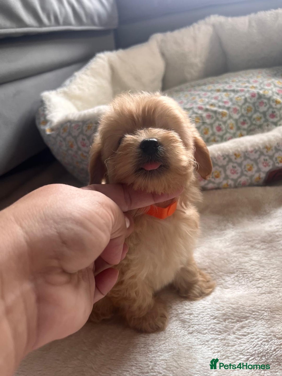 Maltipoo dogs for sale: 💫Tiny Red Boys Available Now💫 - Image 13
