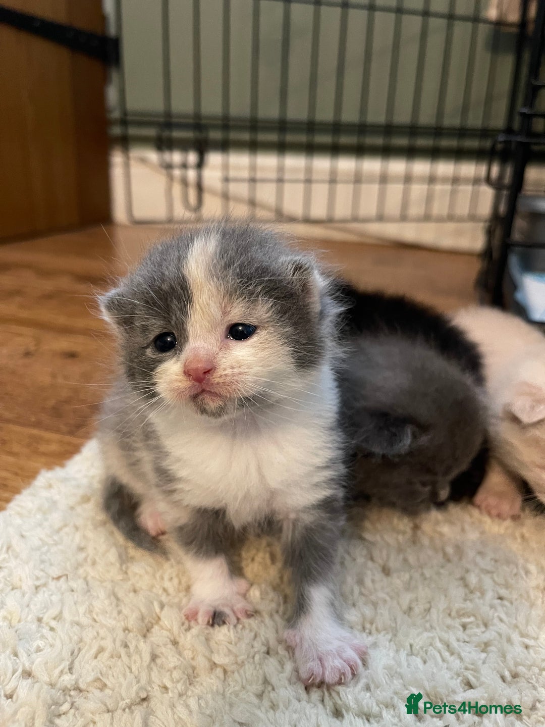 Mixed Breed cats for sale: British Shorthair x Ragdoll - mixed prices  - Image 2