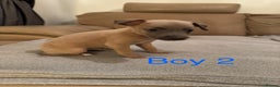Whippet dogs for sale: Beautiful KC Whippet puppies  - Advert 3