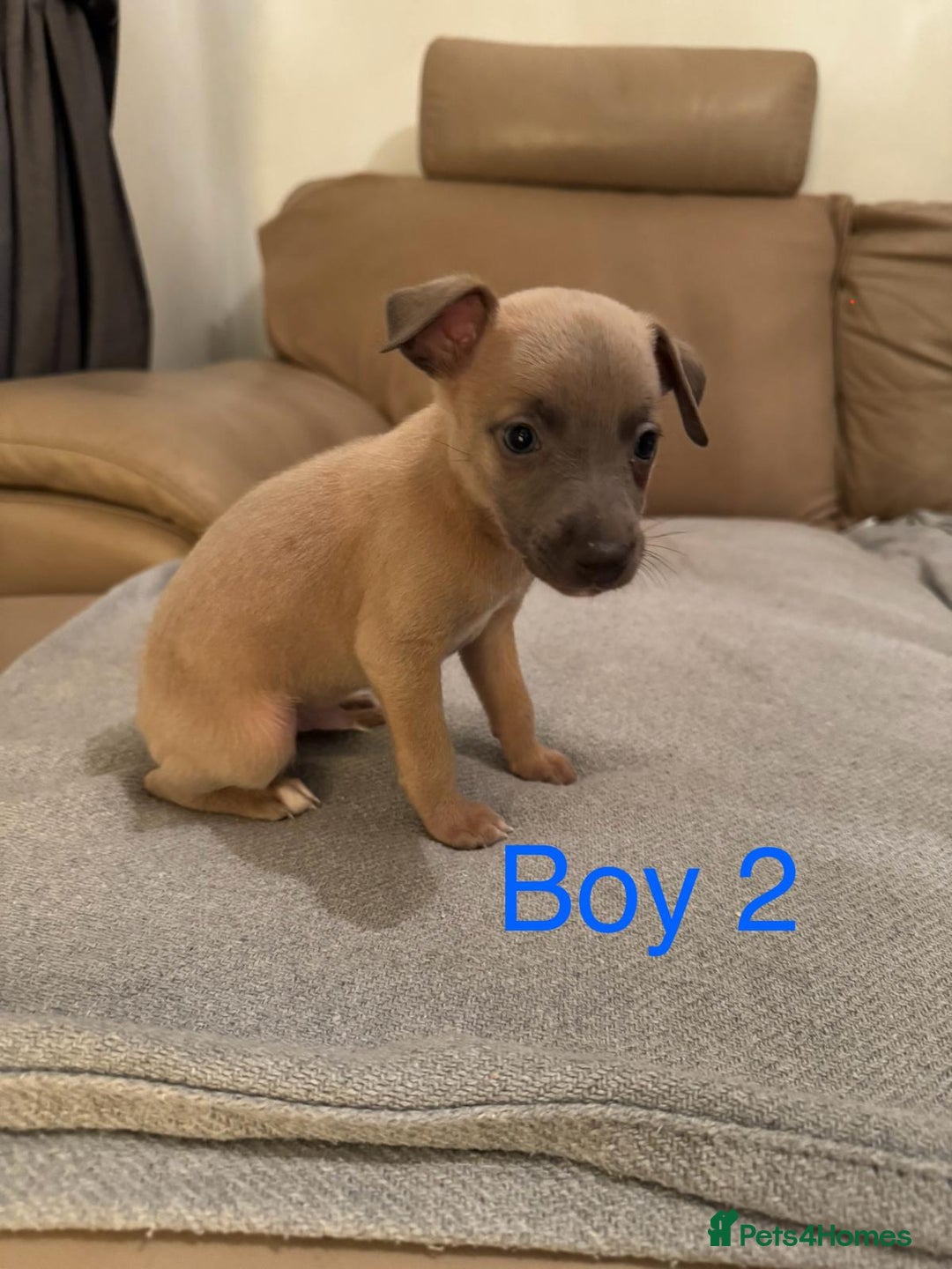 Whippet dogs for sale: Beautiful KC Whippet puppies  - Advert 3