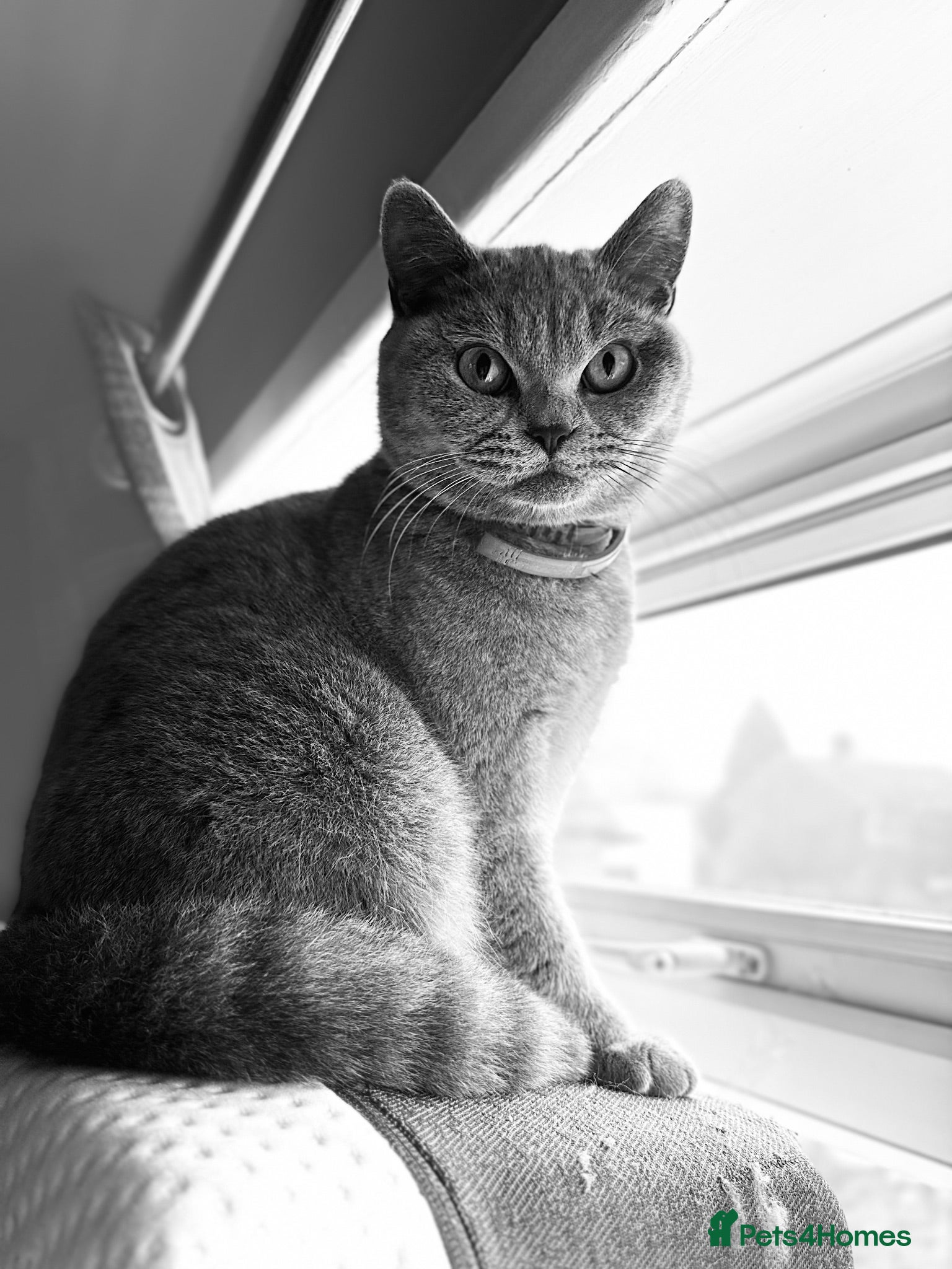 British Shorthair cats 🐾 GCCF REGISTERED BRITISH SHORTHAIR KITTENS 🐾 - Advert 2
