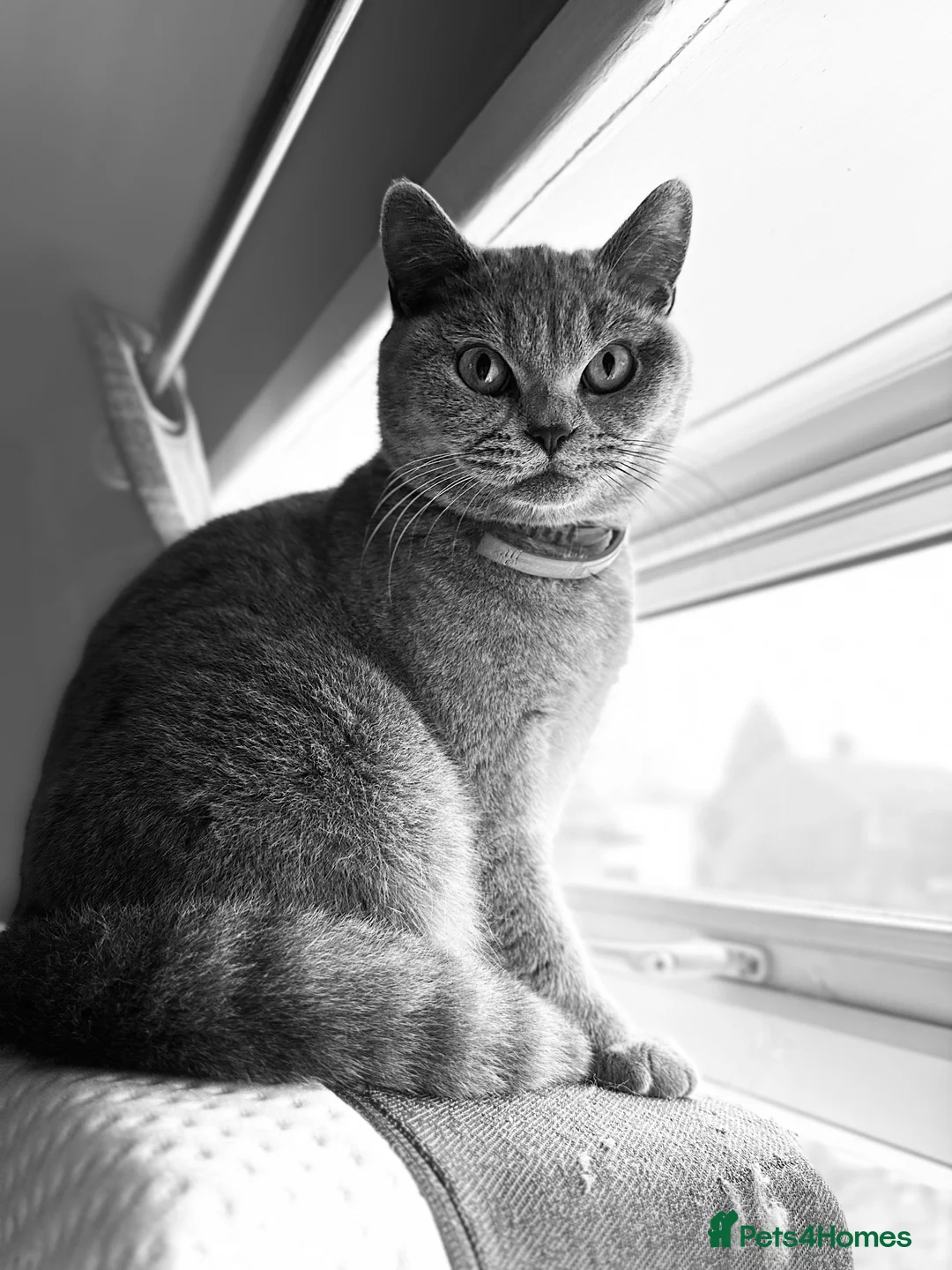 British Shorthair cats for sale: 🐾 GCCF REGISTERED BRITISH SHORTHAIR KITTENS 🐾 - Advert 1