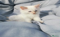Ragdoll cats for sale: 2 left Pure Health tested huge ragdoll kittens  - Image 2