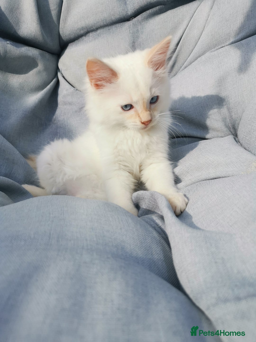 Ragdoll cats for sale: 2 left Pure Health tested huge ragdoll kittens  - Image 2