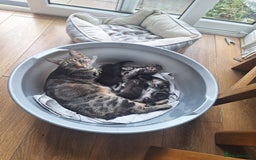 Mixed Breed cats for sale: 🐾 Adorable Kittens Looking for Loving Homes! 🐾 - Image 18