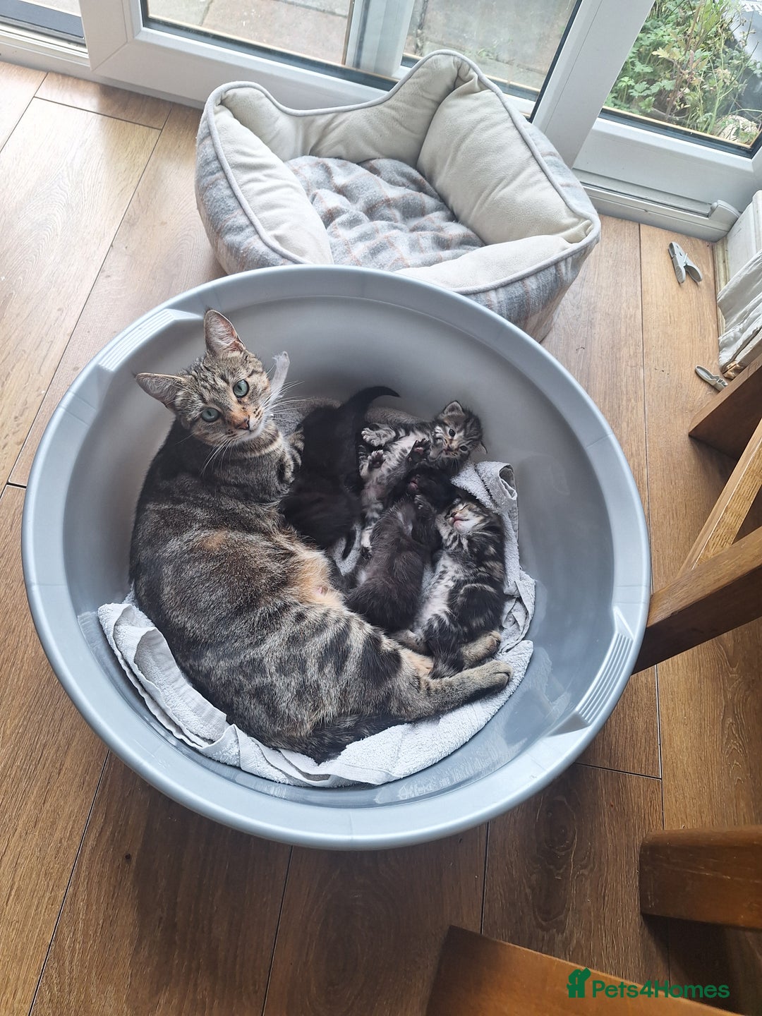 Mixed Breed cats for sale: 🐾 Adorable Kittens Looking for Loving Homes! 🐾 - Image 18