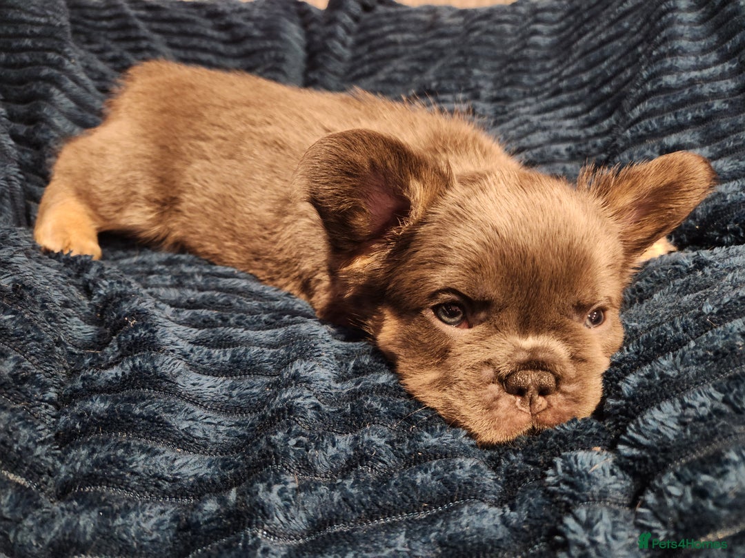 French Bulldog dogs for sale: Fluffy French bulldog puppies- strong bloodline. - Advert 7
