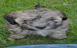 Miniature Poodle dogs for stud: Ozzie for stud only  - Image 6