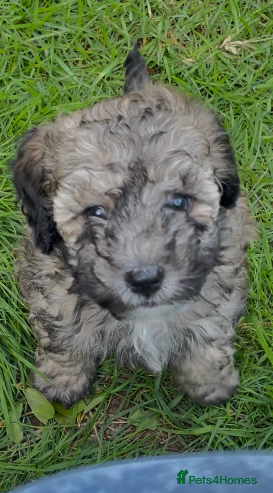 Miniature Poodle dogs for stud: Ozzie for stud only  - Image 6