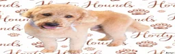 Labradoodle dogs for stud: Tatum in Glasgow - Advert 9