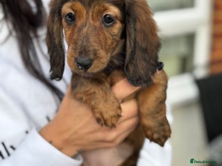 Miniature Dachshund dogs Miniature long hair dachshunds - Advert 3