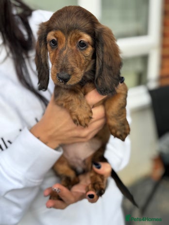 Miniature Dachshund dogs Miniature long hair dachshunds - Advert 2