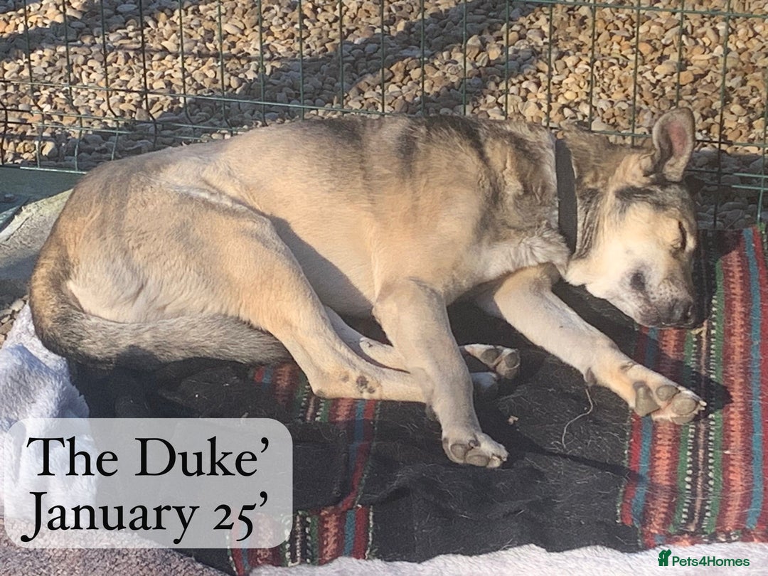 Mixed Breed dogs for adoption: The Duke, 8 yrs approx. Available for adoption. - Advert 33