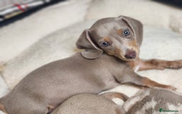 Miniature Dachshund dogs for sale: Dachshunds for sale  - Image 7