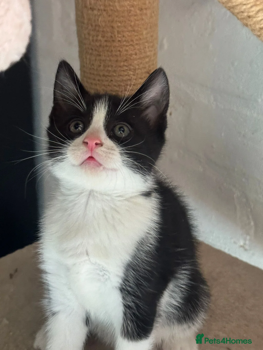 Mixed Breed cats for sale: 1 beautiful boy left  - Advert 1