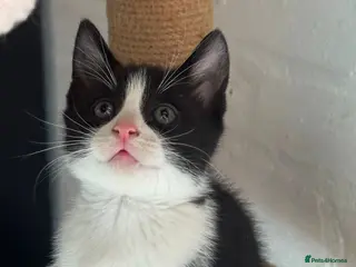 Mixed Breed cats 1 beautiful boy left - Advert 1